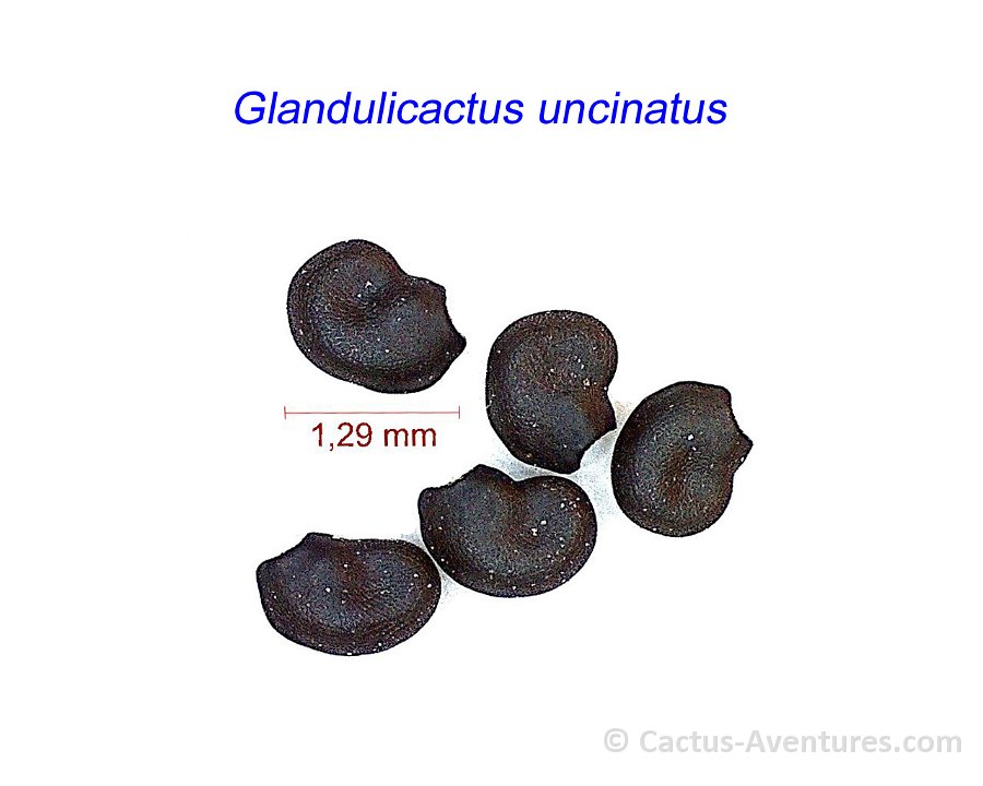 Glandulicactus uncinatus